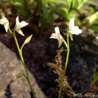 Utricularia graminifolia Vahl